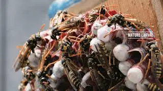 European Paper Wasps - Polistes Dominula