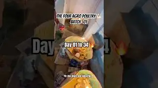 The Four Agro Poultry Batch 01 - Day 01 to 34 #poultry #poultryfarming #ranakumbha #trending