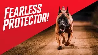 Belgian Malinois: The Most Resilient Dog Explained