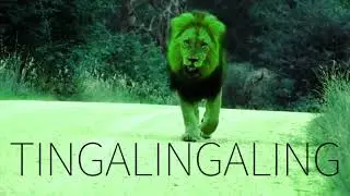 NEEKOSHY - ROARING LION (LYRICS VIDEO) prod by OLD BETSY