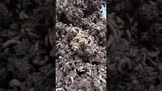 Cow Manure Mixed With Cassava Peel On BSF Larvae Growth and performance #larvaefeeding #cowdung