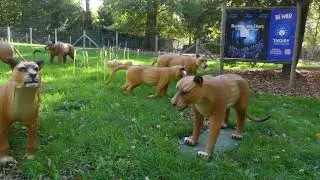 Thoiry Zoo 2022 (clip)