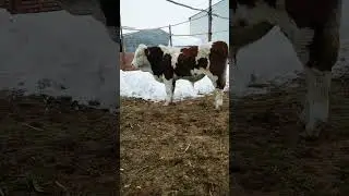 cowboy bebop|cowboy bebop netflix|Mother and baby Cow |cow farms |Shorts feeds