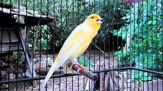 The Best Canary Sounds!! Belgian Canary Singing for Training