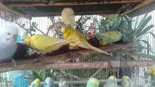 🌿 8 Minutos de Natureza Tropical  natureza tropical  #naturezaTropical #sons