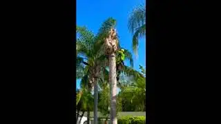 queen palm removal Porta wrap👍👍💪