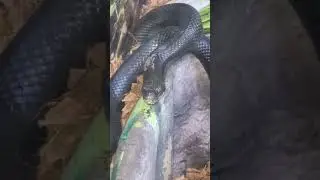 An Eastern indigo snake (Drymarchon couperi)#snake#wildlife  #viral #foryou #shorts