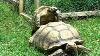 Mating turtles