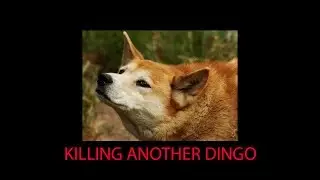 For Honor: Dingo VS Psycho