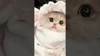 #cute cat #little cutie 🥰🥰#super cute cat #dailylifewithme 😍