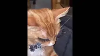 Kitty sweety #shorts