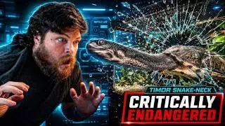 Timor Snake-Neck Turtle - Aquarium + Canister Filter Setup & Care Guide -