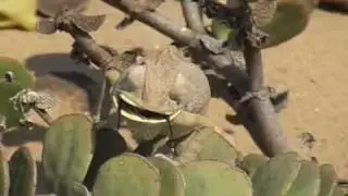 Swakopmund  Living-Desert Tour