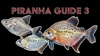 Piranha Guide 3: rare piranhas - Serrasalmus altuvei, S.careospinus and S.magallanesi