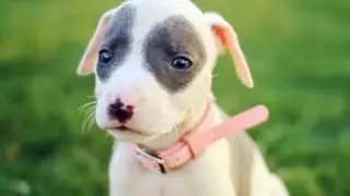 Baby Pit Bull With a Pretty Pink Collar | The Daily Puppy