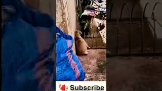 dog and cat #youtubeshorts #trending #animal #shorts,