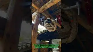Drone vs Wasp Nest: Cut & Capture in 3 Mins Flat!