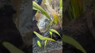 Новый сомик Пиктус &mdash; пора чистить аквариум! 🐠🫧