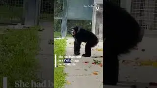 Awestruck Chimp Sees Sky for the First Time After Spending 28 Years Caged