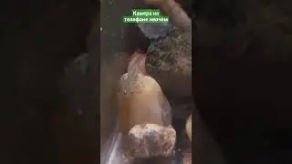 Дети тритона в моем аквариуме