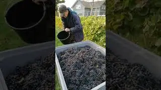 Harvesting grapes 2020 at Tori Cider farm