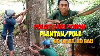 pulut burung dari getah plantan/pule.no bau. no lalat. cara bikin pulut burung
