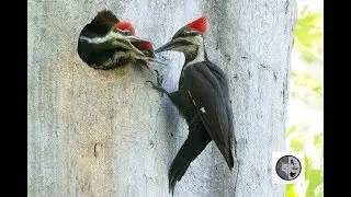 Grand pic qui nourrit ses b&eacute;b&eacute;s/Pileated Woodpecker feeding her babies