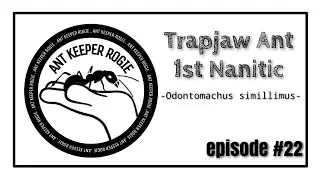 Trapjaw Ant 1st Nanitic - Odontomachus simillimus 2023