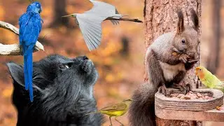 Ultimate Bird and Squirrel Videos for Cats: Your Feline Friend's Entertainment Paradise!