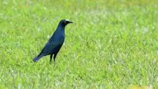 Birds of Uganda - Greater Blue-eared Glossy Starling