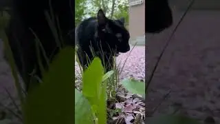 #kitty#grass #impressed ❤️❤️