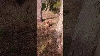 #DogLovers #NatureAndDogs #shortsviral