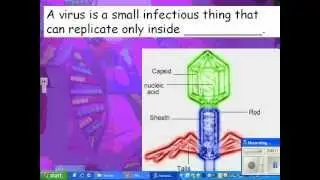 2013 HN virus 01