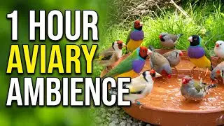 Large Finch Aviary | Aviary Birds | Softbills | Finches