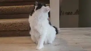 Kitty Purry Playing with Bubbles