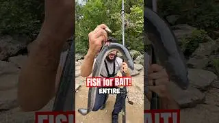 BIG BAIT BIG FISH?