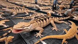 How Geckos Are Raised and Processed | Inside the Secret World of Gecko Farming