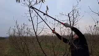 Rezidba lešnika zasad u osmoj godini