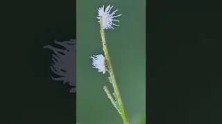 Magical Flatid Nymph Crawling on a Twig