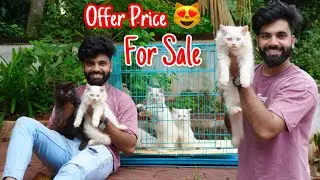 Persian cats for sale | Quality Kittens | White Persian cat | Cats for life | Cats video | Cats sale