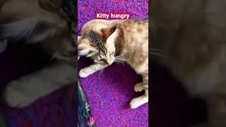 Kitty hungry.