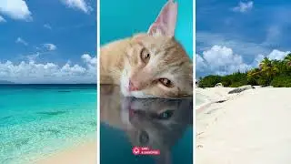 🧡 Best Orange Stray Cats Compilation &ndash; Sweet, Playful & Adorable Felines 🐾✨