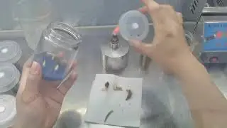 组培朱顶红：你知道朱顶红小芽怎么长出来的吗？看完让你心动吗？