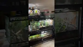 Reptile Rack Tour?! #reptiles #reptileroom #amphibians #lizards #geckos #terrariums