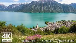 Peaceful Sounds 🎧 Pure Nature Sounds 4K | Sleep, Focus & Relaxing Ambience