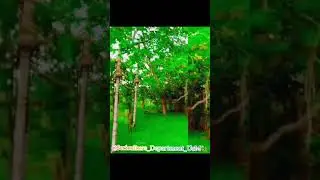 Banyan Tree | Sericulture Department | University of Mysore | Silkworm Rearing