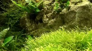 camaron fantasma soltando la cria