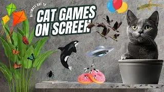 【CAT Games】🐈❤️Ultimate Cat TV Compilation - Bug Videos For Cats to Watch 😻🦗