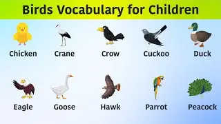 Birds Vocabulary for Children || Birds Vocabulary in English || Kids Vocabulary About Birds