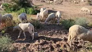 Moroccan Sheep Migration- 2024 mid-Atlas Mountains